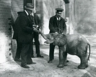 Neu angekommener Baby-Zwergelefant Tiny, mit ihren Pflegern Robertson, Stimpson und Milbourn im London Zoo, 1922